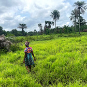 A gardener working with crops